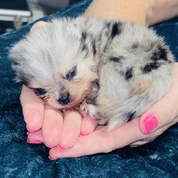 Zaxby - Blue merle male Pomeranian puppy in Fayetteville, North Carolina from Tar-heel Poms
