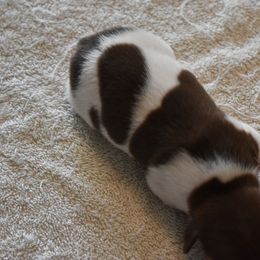 Boy 1 - Rat Terrier puppy in White City, Oregon from Walkabout Australian Kelpies and Rat Terriers