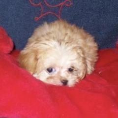 Mi-Ki Puppies from Orlando Mi-Kis