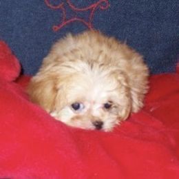 Mi-Ki Puppies from Orlando Mi-Kis