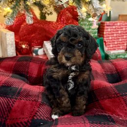 Boy 2 - Tri-color male Cavapoo puppy in Nampa,, Idaho from Clig Doodle Days