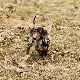 Lucy - Dachshund