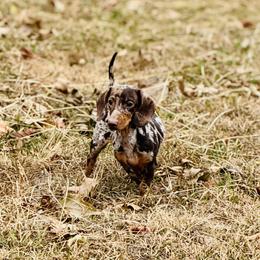 Lucy - Dachshund