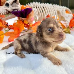 Scrappy(AKC pet) - Dapple male Dachshund puppy in Augusta, Arkansas from Savvy-Dee's Dachshunds