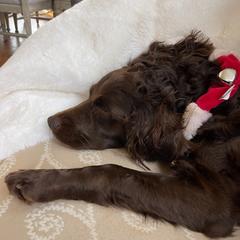 Boykin Spaniels from Weddington Farms