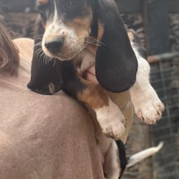 Boy 1 - Black white and tan male Basset Hound puppy in Clinton, Tennessee from High Hopes Hounds