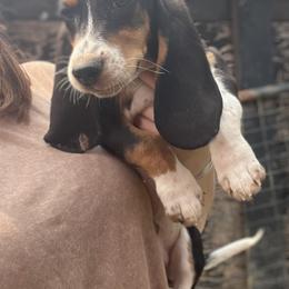 Boy 1 - Black white and tan male Basset Hound puppy in Clinton, Tennessee from High Hopes Hounds