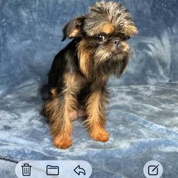 Violet - Brussels Griffon