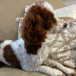 Rosie - Poodle