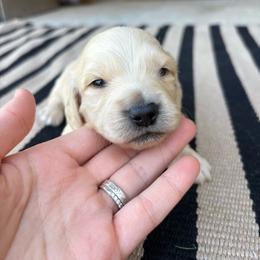 Sunny - Cream male Dachshund puppy in Hawley, Texas from Little e Dachshunds