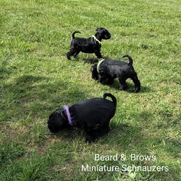 Miniature Schnauzer Puppies from Beard and Brows Miniature Schnauzers