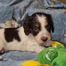 Julius - Chocolate and tan Dachshund puppy in Conroe, Texas from Brenlyn Kennels