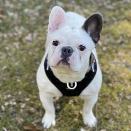 Talulah - French Bulldog