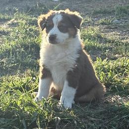 Libby - Red tri-color female Australian Shepherd puppy in Preston, Idaho from KC Bar Ranch Aussies