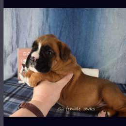 Cadogans Sunflower - Fawn female Boxer puppy in Clinton, Iowa from Cadogans Boxers