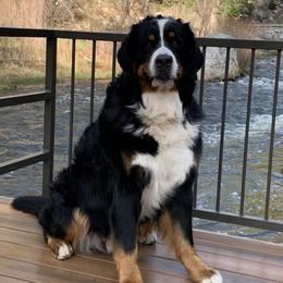 Bernese Mountain Dog All Grown Up from Tollhaus Bernese Mountain Dogs