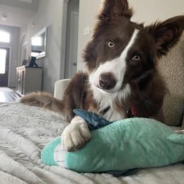 Border Collie Puppies from Ferguson Border Collies