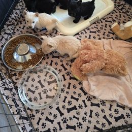 Boy 1 - Black male Scottish Terrier puppy in Utah from TnT Scotties