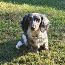 Doja - Dachshund