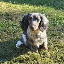 Doja - Dachshund