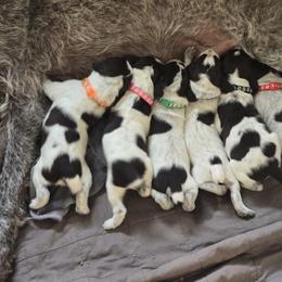 German Wirehaired Pointer puppies from Show Me Kennels