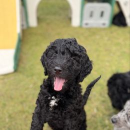 Chai - Black female Bernedoodle puppy in Cold Spring, Minnesota from A.N.A. Doodles