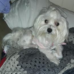 Pink - Maltese