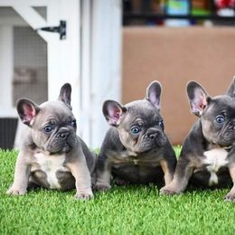 French Bulldog Puppies from Star City Frenchies