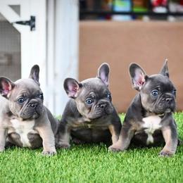 French Bulldog Puppies from Star City Frenchies