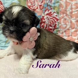 Sarah - Black gold and white female Shih Tzu puppy in Hemet, California from Aloha Shih Tzu