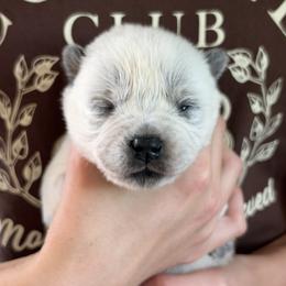 Boy 3 - Blue male Australian Cattle Dog puppy in Irvington, Kentucky from Dry Valley’s Australian Cattle Dogs