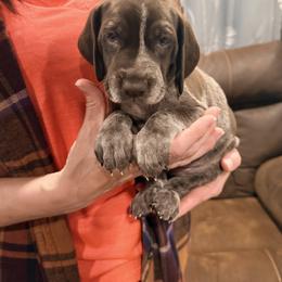 Daphne - Liver and white female German Shorthaired Pointer puppy in Plymouth, Wisconsin from Oak Country GSP's