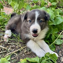 Sally Ann - Seal female Border Collie puppy in Mesa, Arizona from Ranch Girl Border Collies