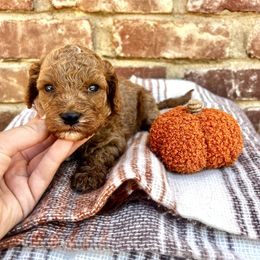 Rowan - Red male Cavapoo puppy in Redding, California from Lipscomb Doodles