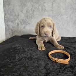 Brown Collar - Gray male Weimaraner puppy in Catoosa County, Georgia from Kaleidoscope Weims