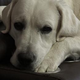 Jazzy - Labrador Retriever