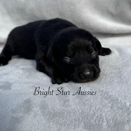 Echo - Black & white male Australian Shepherd puppy in Newton, Mississippi from Bright Star Aussies