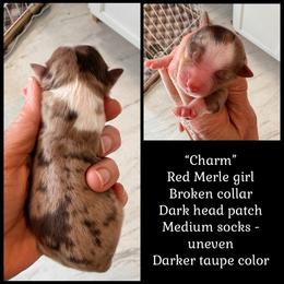 Charm - Red merle female Miniature American Shepherd puppy in Arcanum, Ohio from Sunset Hill Mini & Toy Aussies