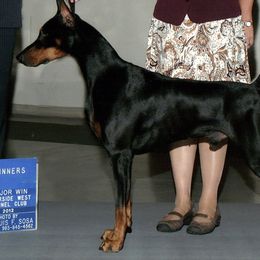 Doberman Pinscher All Grown Up from Dillon Dobermans