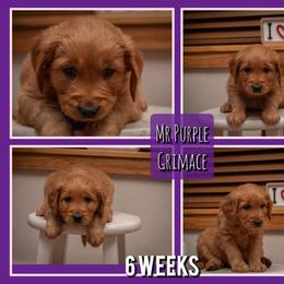 Grimace - Dark golden male Golden Retriever puppy in Driggs, Idaho from SK Golden Retrievers