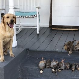 English Cocker Spaniels and Labrador Retrievers from Belews Creek Gundogs
