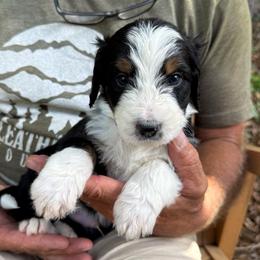Cubby - Tri-color male Bernedoodle puppy in Ferguson, North Carolina from Elevated Standards NC