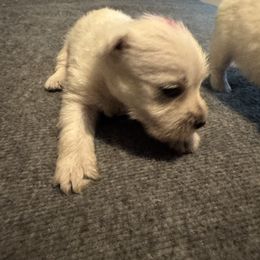 Blue - White male West Highland White Terrier puppy in Prudenville, Michigan from Randy Ellen West Highland White Terriers of Michigan