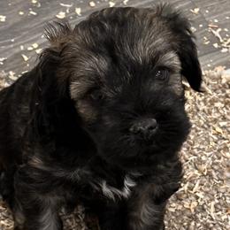 Castle - Sable male Schnoodle puppy in Placerville, California from Rpuppies