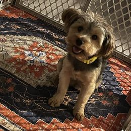 Morkies and Yorkshire Terriers from Kashari Buggs
