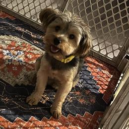 Morkies and Yorkshire Terriers from Kashari Buggs