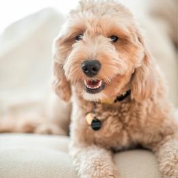 Rayna - Goldendoodle