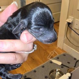 Boy 1 - Black and tan male Dachshund puppy in Barre, Massachusetts from Central Mass Dachshunds