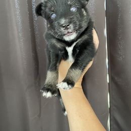 Tri-colored Female - Tri-color female Pomsky puppy in Brooklyn, Connecticut from Michelle's Pomskies