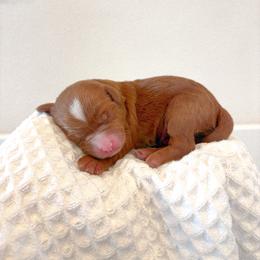 Male - Red  male Goldendoodle puppy in Vancouver, Washington from Pnwfamilydoodles